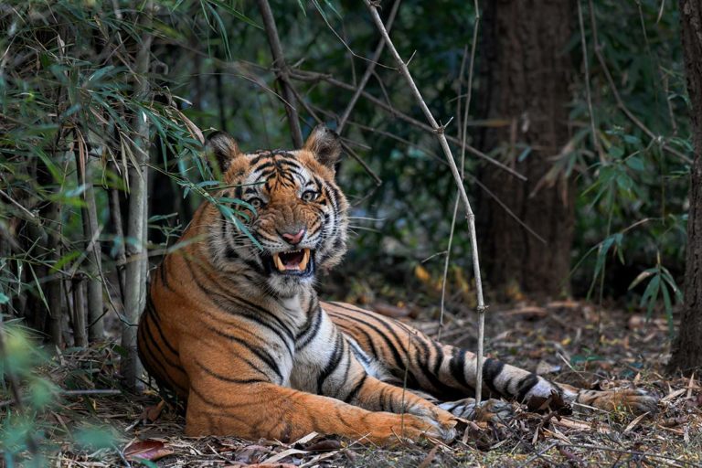 India Tiger Safari Tour | Tiger Safari India